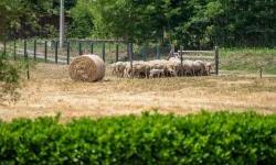 Switzerland supports the development of sustainable rural tourism in Serbia