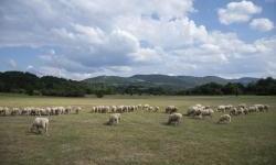 FAO i Crna Gora jačaju kapacitete za implementaciju LEADER pristupa