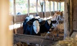 Agencija za plaćanja otključava milione eura evropskih sredstava