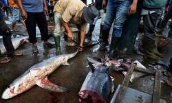 Hrvatska i Italija razvijaju digitalna rješenja u akvakulturi